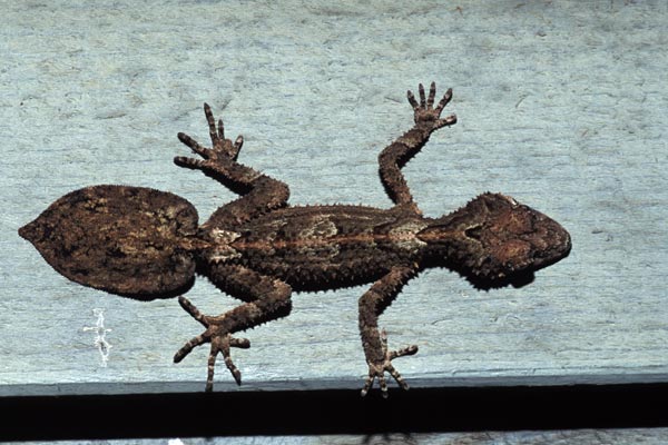 leaf-tailed gecko.jpg